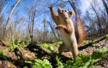 В Украине стремительно исчезают белки: ученые дали неутешительный прогноз