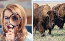 Вам нужны глаза орла, чтобы найти воробья за 6 секунд: очень сложная головоломка