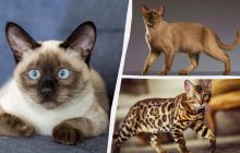 З ними не потрібно бігати до ветеринара: 10 порід котів із "богатирським" здоров'ям