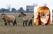 У вас надзвичайний IQ, якщо впораєтеся з хитрою оптичною ілюзією за 8 секунд