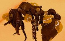 Учені знайшли загадкову скам’янілу мураху, яка зберігалася у бурштині мільйони років