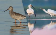 У заповідник на Одещину прилетіли рідкісні птахи: науковець показав яскраві кадри