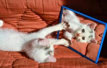 Могут ли коты узнавать себя в зеркале: ветеринар удивила ответом