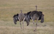 Птахи, які ніколи не літають: названо 10 найбільших, про які мало хто знає