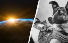 Не только Лайка: названы животные, отправленные в космос, о которых многие не знали