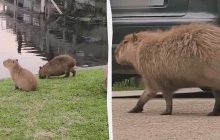 Гигантские грызуны "захватили" целый поселок в Аргентине: NYT узнало, как с ними борются