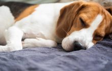 Сколько времени нужно собакам, чтобы выспаться: ветеринар дал неожиданный ответ
