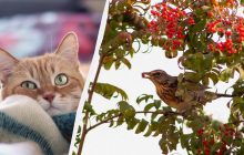 Почему коты приносят домой мертвых птичек или грызунов: эксперты раскрыли истинную причину