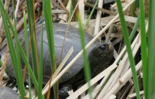 Може прожити понад 120 років: у заповіднику на Одещині помітили рідкісну рептилію (відео)