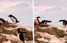 Крадіжки тривають: полярники показали кумедне відео, як пінгвін цупить каміння з чужого гнізда