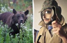 Только 1% гениев может найти бабочку за 7 секунд: невероятно сложная головоломка