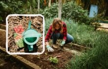 Точний посівний календар на травень 2025: що обов'язково потрібно зробити на ділянці