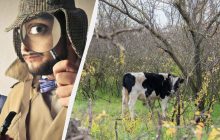 Каждый видит корову, и только люди с высоким IQ найдут голубя: хитрая головоломка