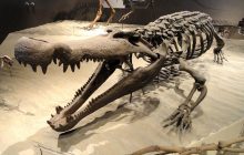 "Ужасные крокодилы" 75 миллионов лет назад питались динозаврами, - исследование