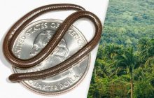 Биолог рассказал о самой крошечной змее в мире, которая "пряталась" на виду более 100 лет