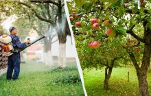 Тля больше никогда не тронет яблони: эффективный раствор из двух ингредиентов