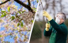 Садоводы очень хвалят это средство от монилиоза на вишне: лечит даже запущенные растения