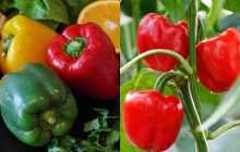 Болгарський перець буде солодким і соковитим як ніколи: ТОП-3 натуральних добрива