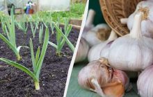 Часник швидко виросте великим і не пожовтіє до серпня: ось чим полити його у квітні-травні