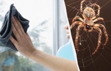 Один засіб очистить вікна до блиску і позбавить павуків: незвичайний лайфхак