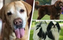 Ласкаві та милі: експерти назвали 13 порід собак, які рідко проявляють агресію