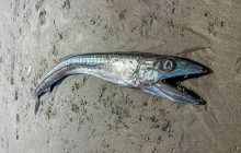 "Я б не чіпала її": у США знайшли моторошну рибу з сутінкової зони океану (фото)