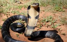 Опасный хищник и каннибал: биолог рассказал о самой длинной ядовитой змее в мире