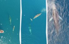 Украинские ученые впервые показали уникальные съемки "маневренных" полосатиков (видео)