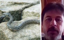 Змії на Київщині: фахівець розповів, чи небезпечні вони та коли зменшиться їхня активність