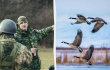 Канадським військовим роздали інструкції про захист від агресивних гусей, - ЗМІ