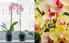 Орхидеи будут радовать цветами 20 лет: как поливать, обрезать и пересаживать
