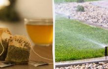 Как использованные чайные пакетики дадут новую жизнь газону: полезные лайфхаки от садоводов