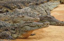 В Карибском бассейне обнаружили два новых вида крокодилов, которые скоро могут исчезнуть