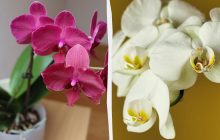 Как развести орхидеи, чтобы дома всегда были цветы: садоводы назвали 3 проверенных способа