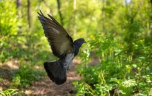 В Украине в пятницу будет тепло, но часть территории накроют грозы и шквалы, - синоптик