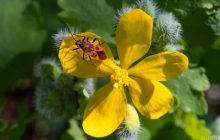 У неділю в Україні буде дуже тепло, але є неприємний нюанс, - синоптикиня