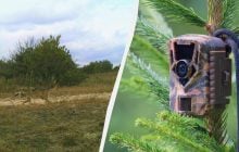 Фотоловушка Чернобыльского заповедника поймала настоящих мастеров маскировки