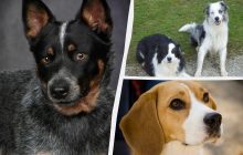 Здорові та сильні: ветеринар назвала 5 порід собак, які майже не хворіють