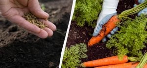 Урожаю моркви позаздрять навіть сусіди: які сорти краще сіяти під зиму