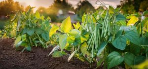 Вони мають бути в саду та на городі: експерти назвали 7 рослин, що збагачують ґрунт азотом