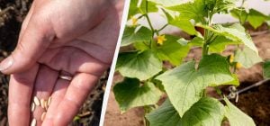 Сіємо огірки у відкритий ґрунт: найврожайніші дні 2026 року за місячним календарем