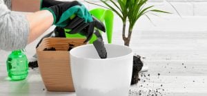 Як доглядати за драценою у квітні: 5 кроків для пишної зелені