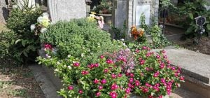 Названы лучшие растения для могилы: посадили один раз и забыли - цветут сами