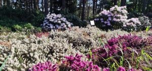 12 растений, которые раз и навсегда избавят сад от сорняков