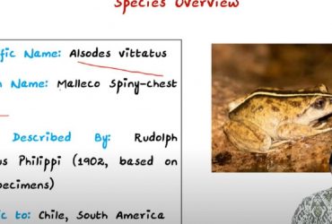Открытие в Андах: после 130 лет поисков ученые нашли животное, которое считали вымершим