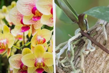 Как разбудить орхидею, чтобы она зацвела: эксперты назвали неожиданные лайфхаки