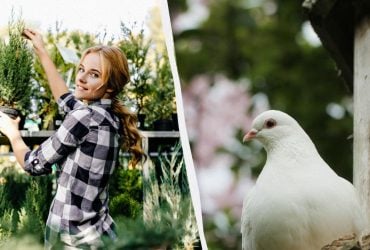 Чем отпугнуть голубей с огорода и сада: вот что нужно посадить