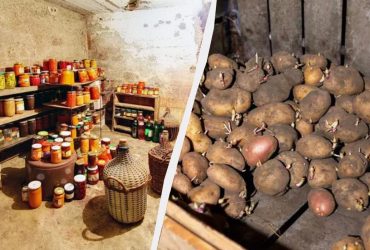 Нельзя спускаться в погреб без спички, если там хранится картофель: вот почему