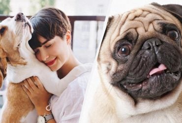 Души в вас не чает: 5 признаков, что собака действительно вас любит