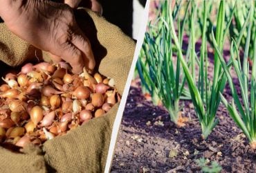 Секреты богатого урожая: что положить в лунки при посадке лука